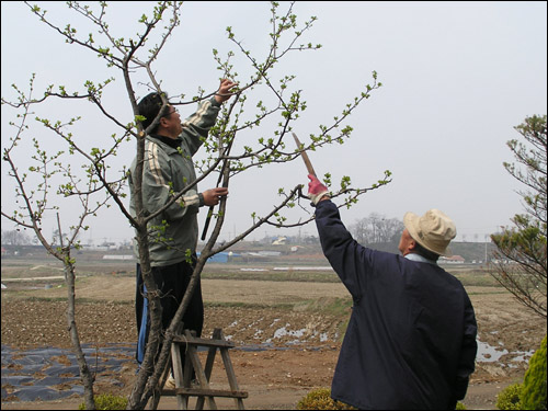 겨울 삼동 동안 찬 바람 맞으면서 사과나무 전지하셨던 아버지. 전지하는 법을 사위에게 가르쳐 주시네요. 